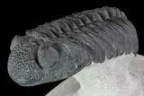 Drotops Trilobite - Excellent Faceted Eyes #76411-2